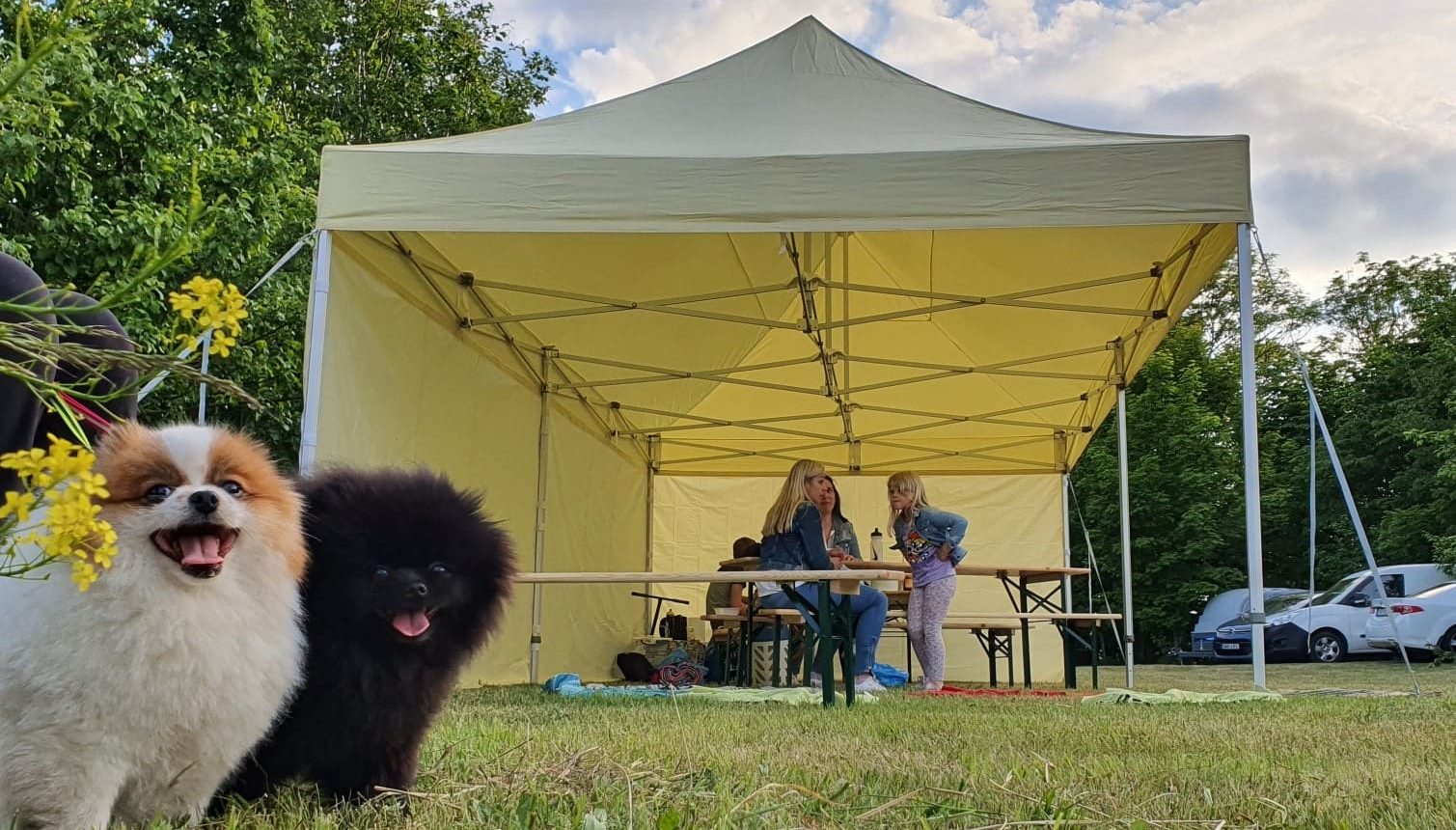 pop up telgid, easy up telk